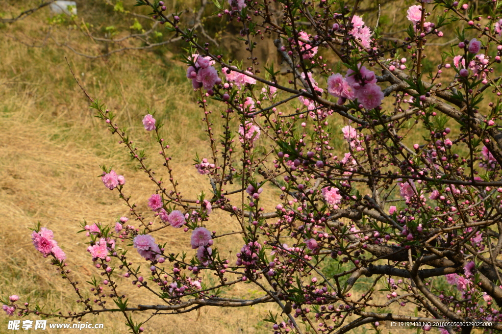 碧桃花儿