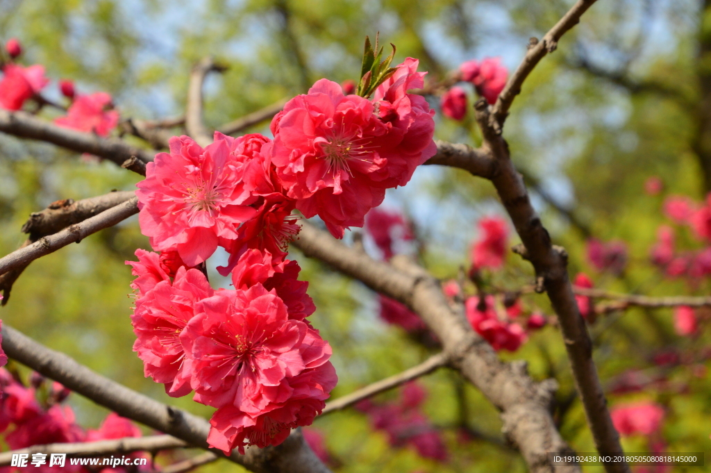 碧桃花儿