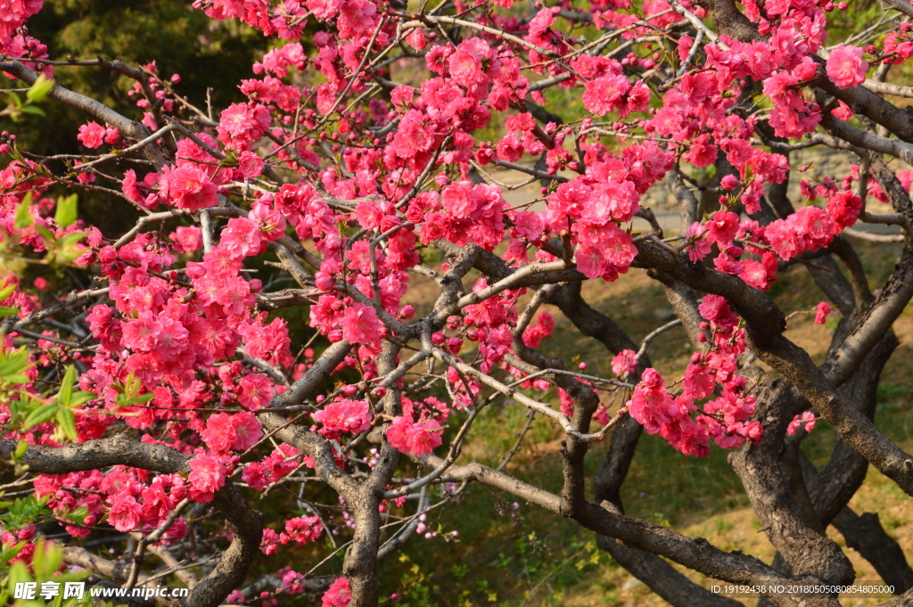 碧桃花儿