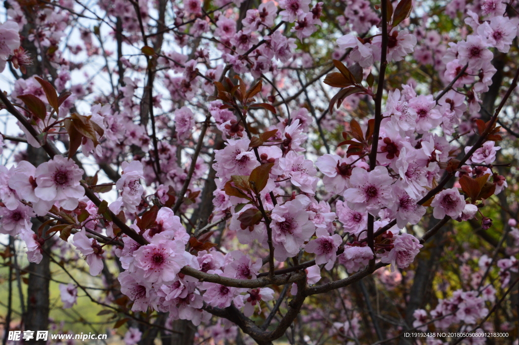 碧桃花儿