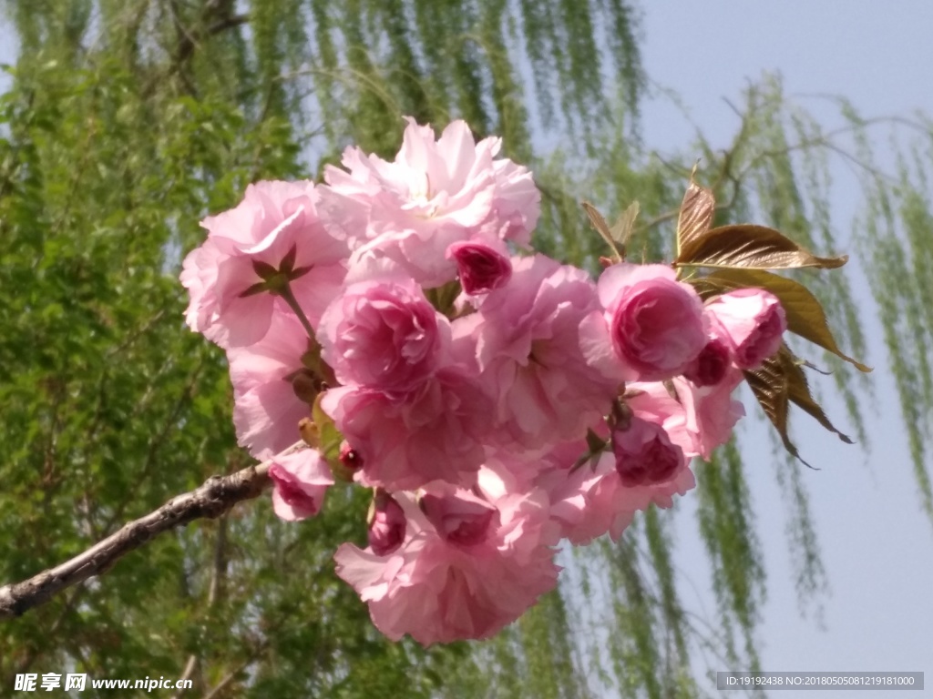 樱花
