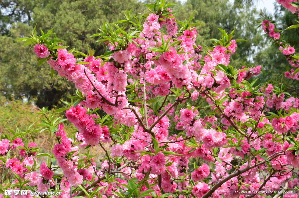 碧桃花儿