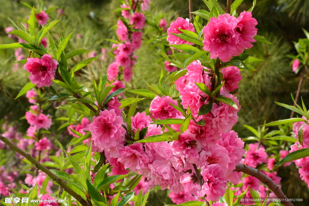 碧桃花儿