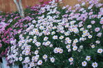 小菊花