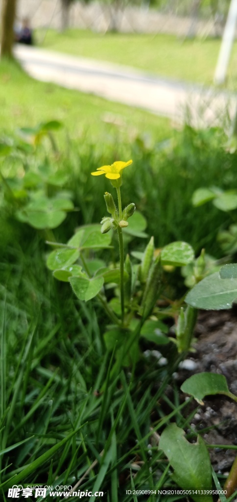 绿色小草