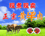 黄牛肉 黄牛图片背景素材