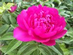 芍药花