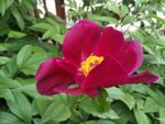 芍药花