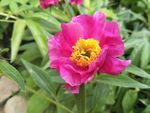 芍药花