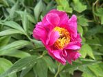 芍药花