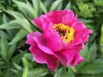 芍药花