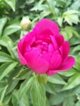 芍药花