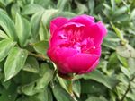 芍药花