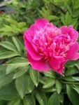 芍药花