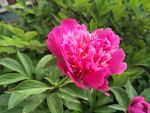 芍药花
