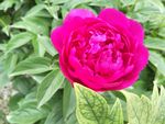 芍药花