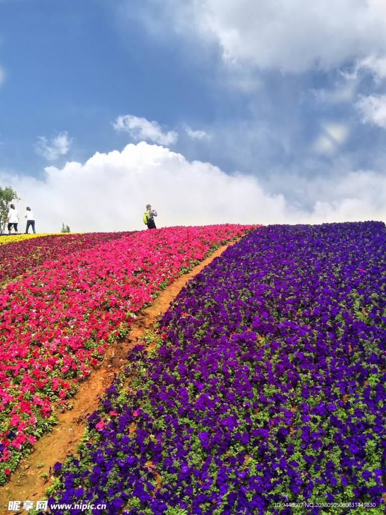 花海