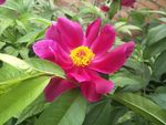 芍药花