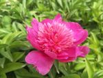 芍药花
