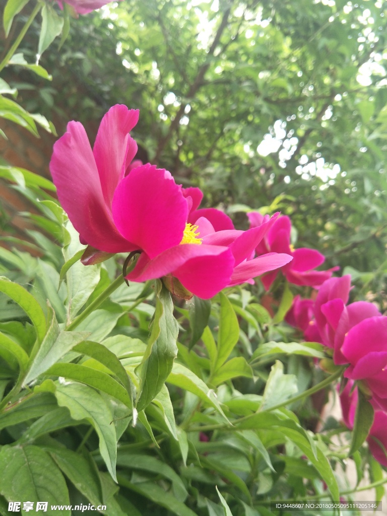 芍药花