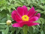 芍药花