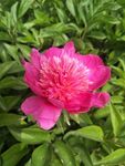 芍药花