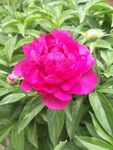 芍药花