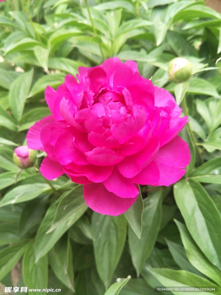 芍药花