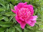 芍药花