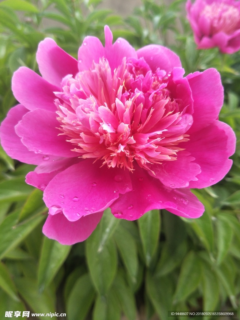 芍药花