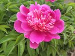 芍药花