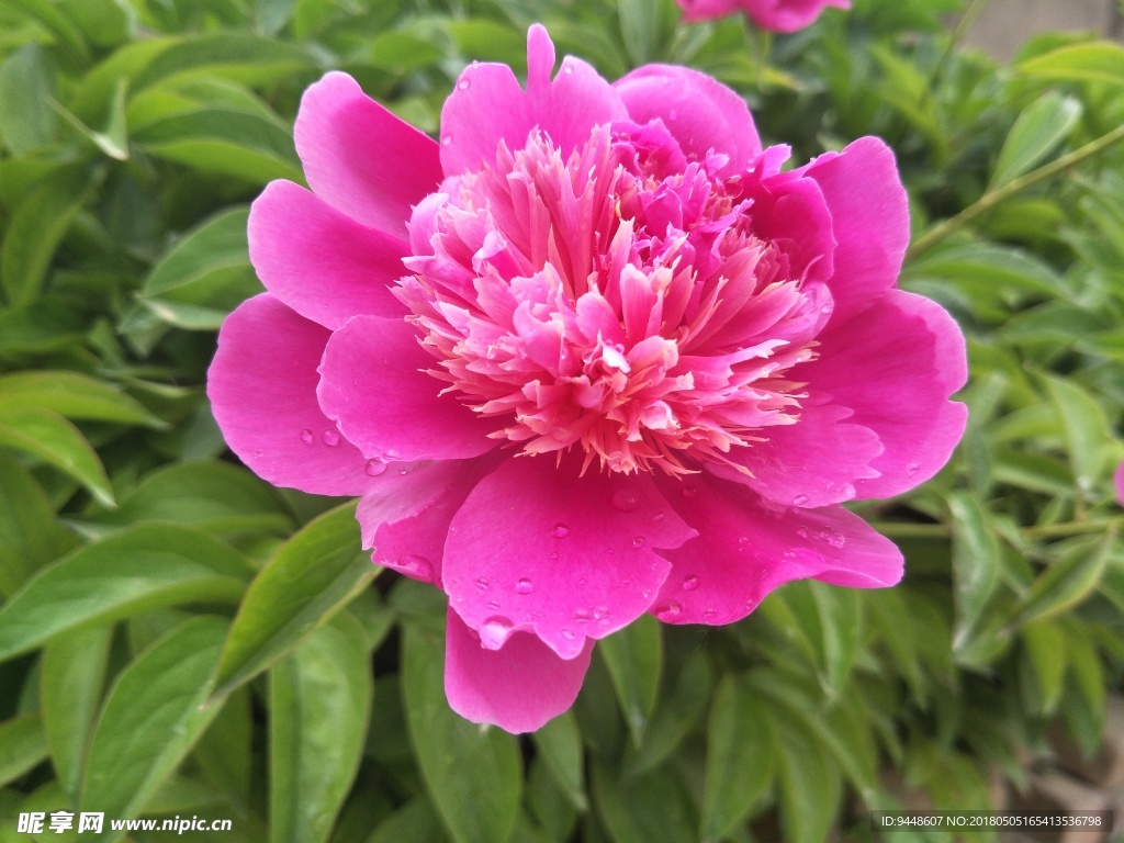 芍药花