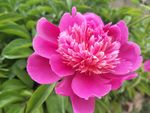 芍药花