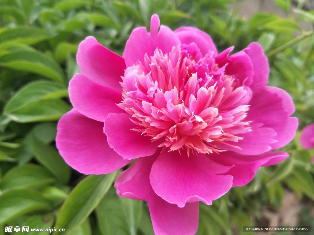 芍药花