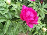 芍药花