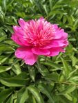 芍药花