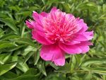 芍药花