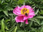 芍药花