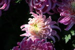 秋菊