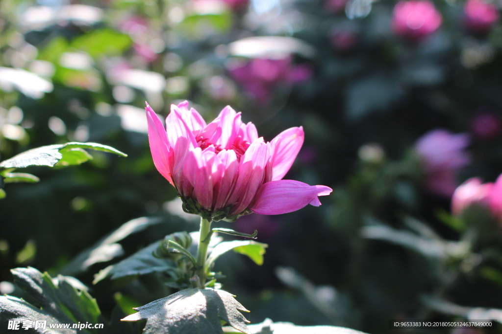 秋菊