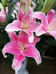 百合花