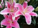 百合花
