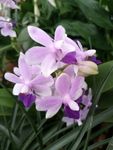 胡姬花