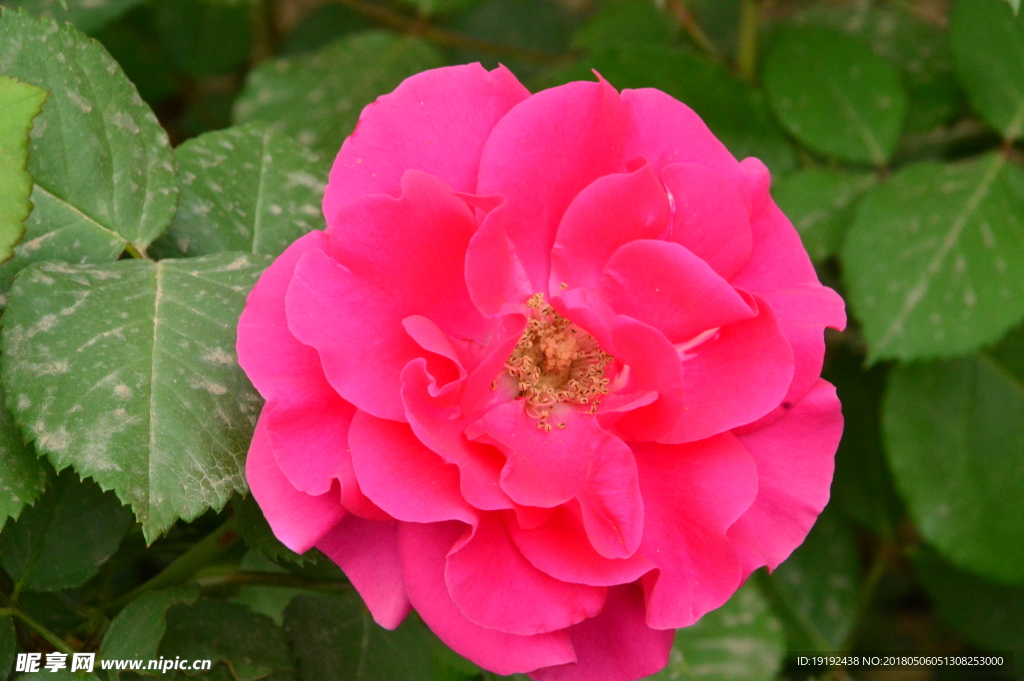 月季花