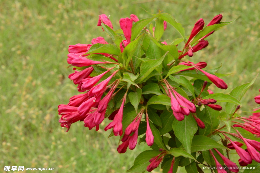 红王子锦带花