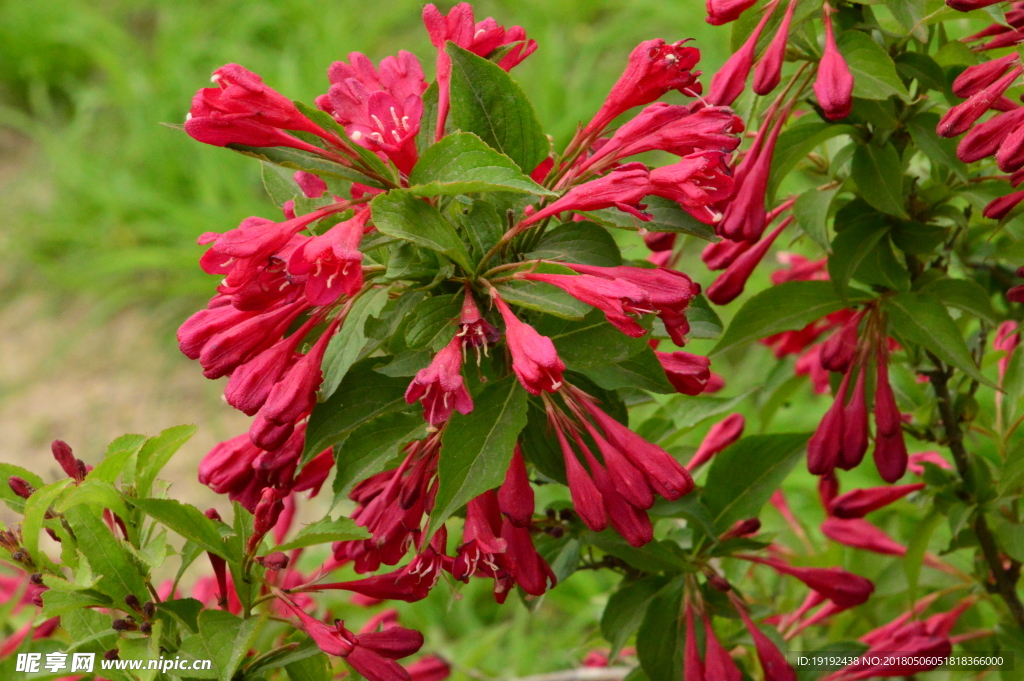 红王子锦带花