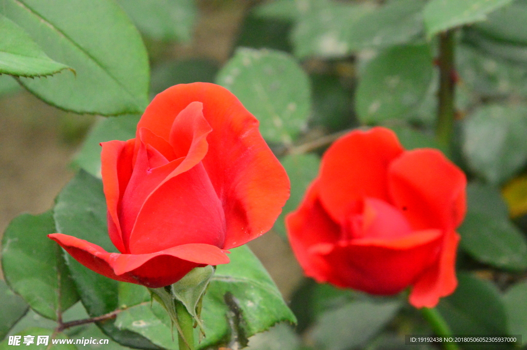 月季花