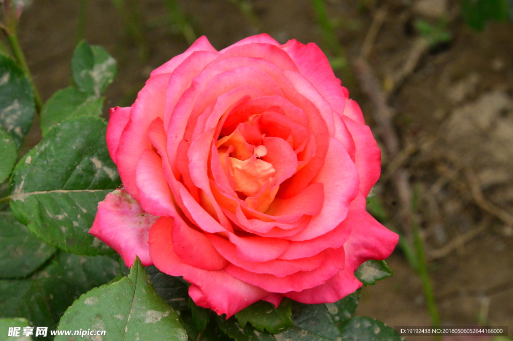 月季花