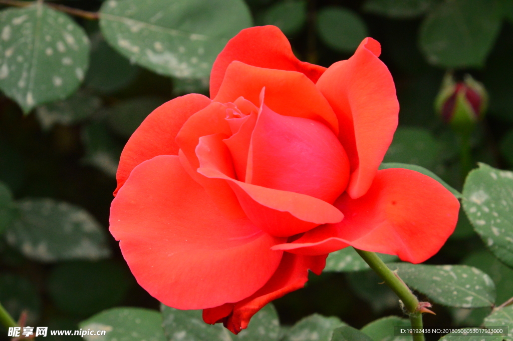 月季花