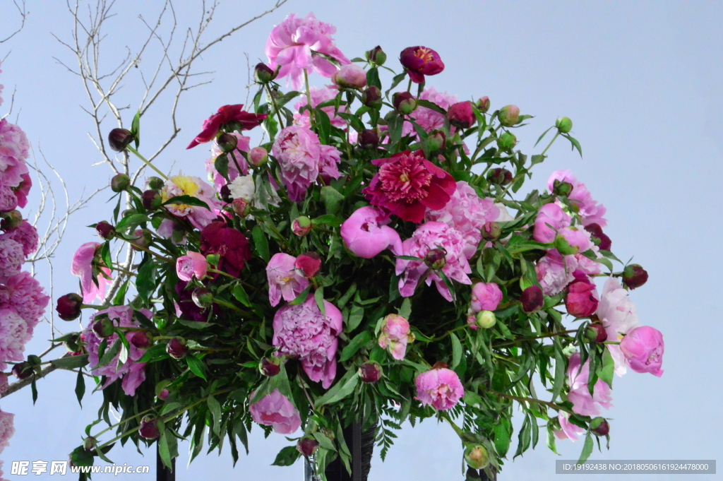 芍药花
